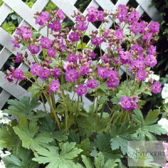 Geranium macrorrhizum - illatos gólyaorr