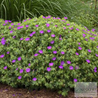 Geranium sanguineum - piros gólyaorr