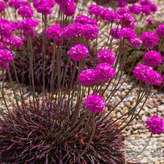   Armeria maritima 'Rubrifolia' - tengerparti pázsitszegfű