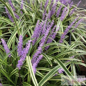   Liriope muscari 'Variegata' - gyöngyikés gyepliliom