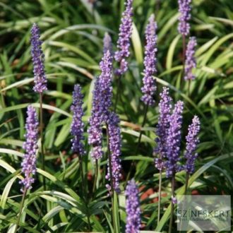 Liriope graminifolia - fűlevelű gyepliliom