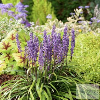   Liriope muscari 'Money Maker' - gyöngyikés gyepliliom