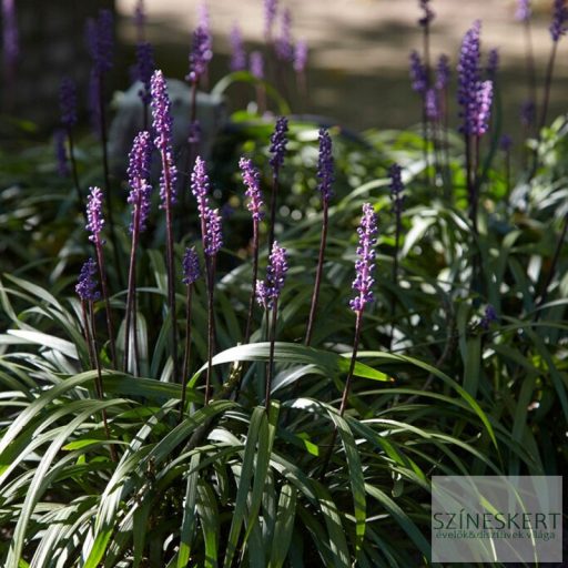 Liriope muscari 'Money Maker' - gyöngyikés gyepliliom