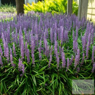   Liriope muscari 'Royal Purple' - gyöngyikés gyepliliom