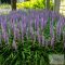 Liriope muscari 'Royal Purple' - gyöngyikés gyepliliom