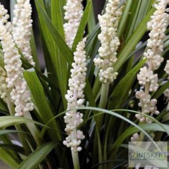  Liriope muscari 'Monroe White' - gyöngyikés gyepliliom