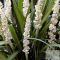 Liriope muscari 'Monroe White' - gyöngyikés gyepliliom