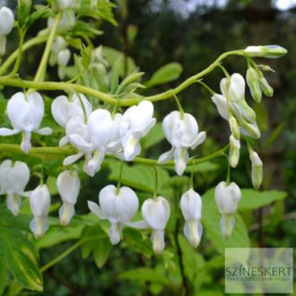   Dicentra spectabilis 'Alba' - nagy szívvirág fehér