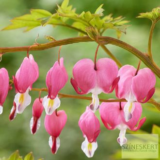 Dicentra spectabilis - nagy szívvirág rózsaszín