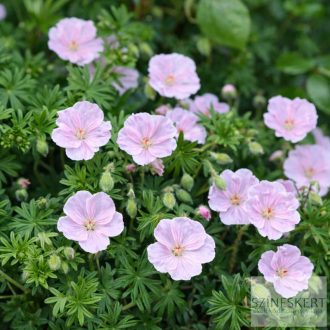 Geranium sanguineum var. striatum - alacsony gólyaorr