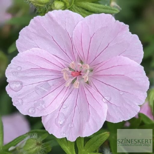 Geranium sanguineum var. striatum - alacsony gólyaorr
