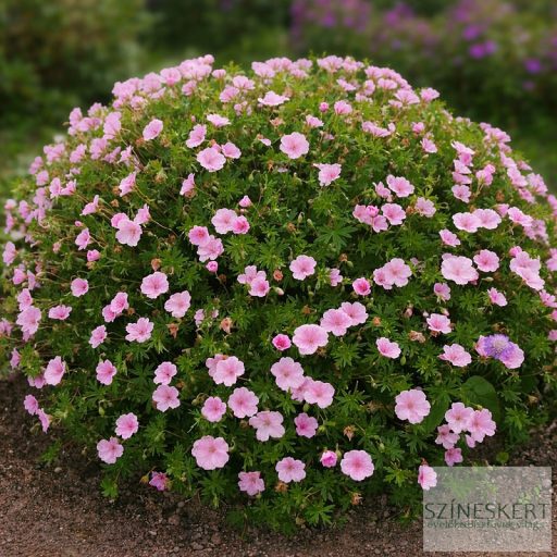 Geranium sanguineum var. striatum - alacsony gólyaorr