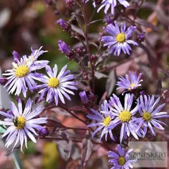   Aster ageratoides 'Eleven Purple' - ázsiai őszirózsa