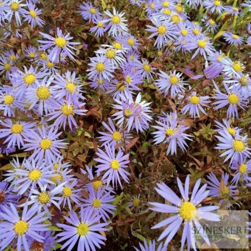 Aster ageratoides 'Eleven Purple' - ázsiai őszirózsa