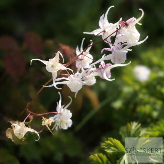 Epimedium grandiflorum 