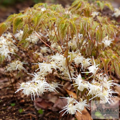 Epimedium grandiflorum 
