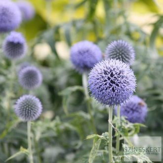 Echinops bannaticus 'Taplow Blue' - szamárkenyér