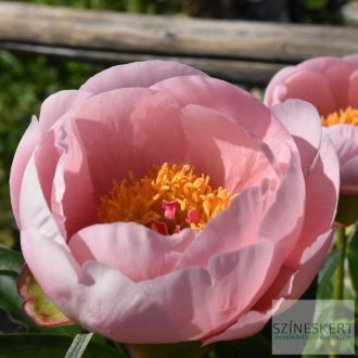Paeonia 'Soft Salmon Saucer' - bazsarózsa