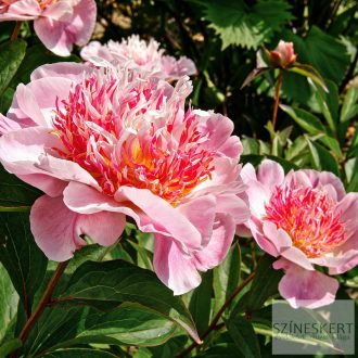 Paeonia lactiflora 'Do Tell' - illatos bazsarózsa