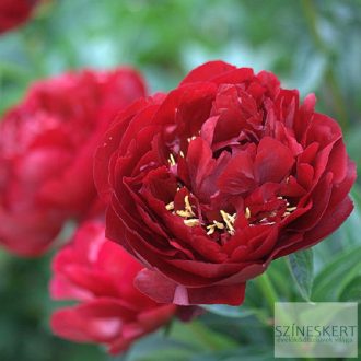   Paeonia lactiflora 'Buckeye Belle' - illatos bazsarózsa