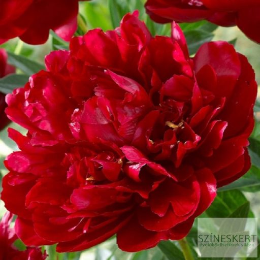 Paeonia lactiflora 'Buckeye Belle' - illatos bazsarózsa