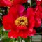 Paeonia 'Blaze' - hibrid bazsarózsa