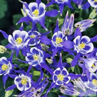   Aquilegia vulgaris 'Winky Blue White' - közönséges harangláb