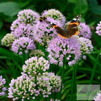 Allium 'Summer Beauty' - díszhagyma
