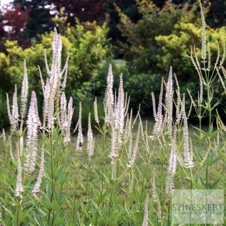   Veronicastrum virginicum 'Diane' - virginiai veronika