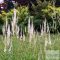 Veronicastrum virginicum 'Diane' - virginiai veronika