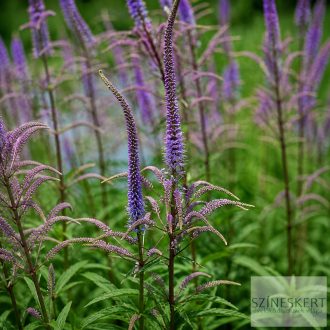   Veronicastrum virginicum 'Fascination' - virginiai veronika