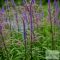 Veronicastrum virginicum 'Fascination' - virginiai veronika