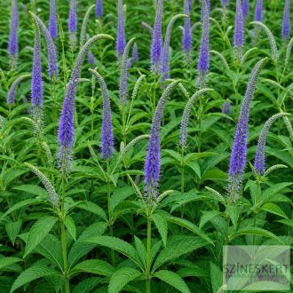   Veronicastrum sibiricum 'Lapislazuli' - szibériai veronika