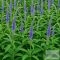 Veronicastrum sibiricum 'Lapislazuli' - szibériai veronika