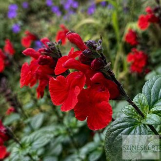 Salvia greggii 'RoyalBumble' - őszi zsálya