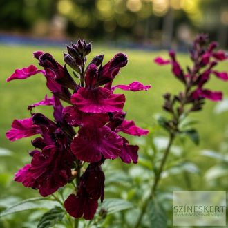   Salvia greggii ''Mirage Burgundy' - őszi zsálya
