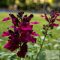 Salvia greggii ''Mirage Burgundy' - őszi zsálya