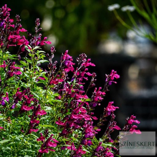 Salvia greggii ''Mirage Burgundy' - őszi zsálya