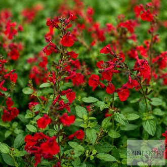 Salvia greggii 