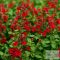 Salvia greggii 