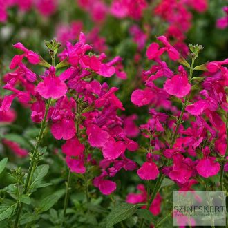 Salvia greggii 'Mirage Hot Pink' - őszi zsálya