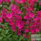 Salvia greggii 'Mirage Hot Pink' - őszi zsálya