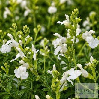 Salvia greggii 'White' - őszi zsálya