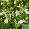 Salvia greggii 'White' - őszi zsálya