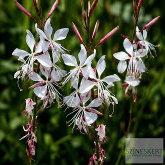  Gaura lindheimeri 'Whirling Butterflies' - évelő díszgyerta
