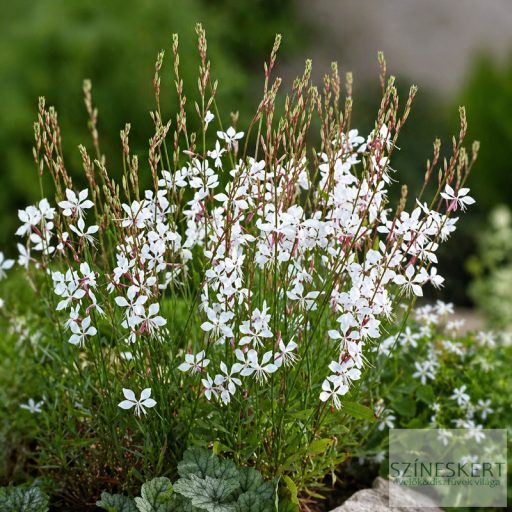 Gaura lindheimeri 'Whirling Butterflies' - évelő díszgyerta