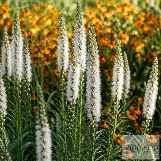 Liatris spicata 