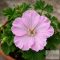 Geranium sanguineum 'Frivolius Pink' - piros gólyaorr
