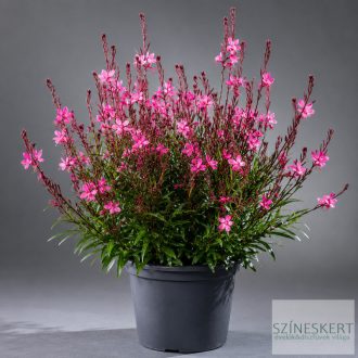 Gaura lindheimeri 'Gambit Rose' - díszgyertya