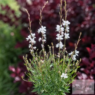 Gaura lindheimeri 'Viva Nova' - díszgyertya